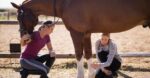 Top reasons why you should vet check the next horse you buy