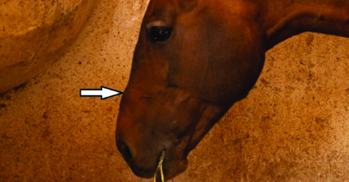 Bone damage at site of noseband