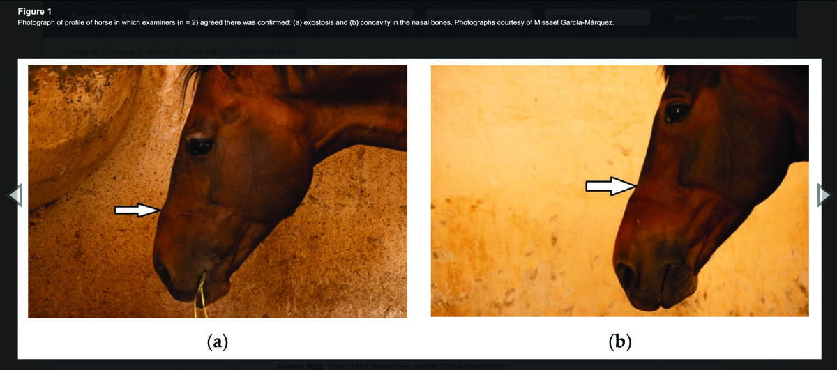 Bone damage at site of noseband