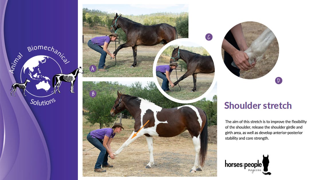 3 benefitial stretches and core strengthening for your horse