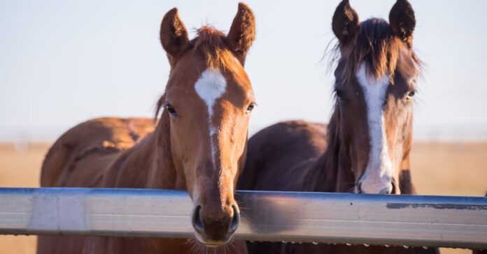 Thoroughbred foals