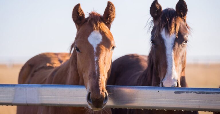 Further evidence that weaning is stressful for foals