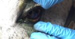 Eye injuries are a veterinary emergency