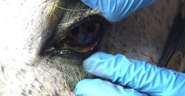 Your Horse’s Vital Signs Part 2: Emergencies