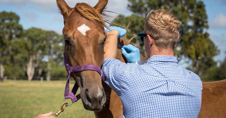 Learning Theory to Improve Equine Veterinarian Safety and Retention