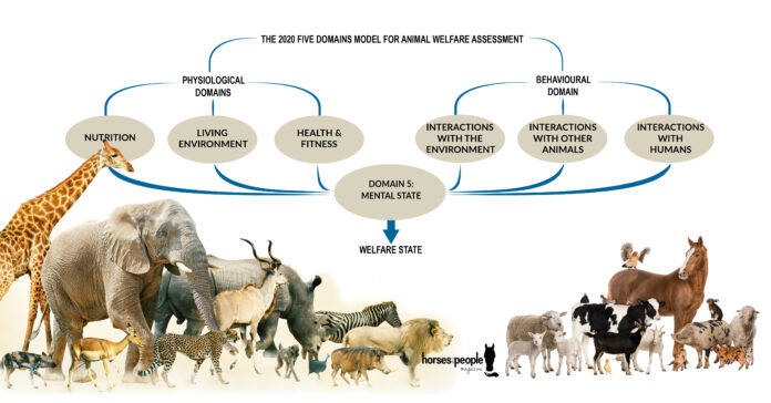 A new, updated version of the Five Domains Model, the gold standard in animal welfare assessment and monitoring, has just been published in the Open Access journal Animals.