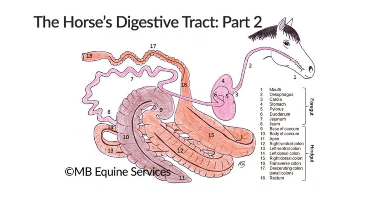 Anatomy of the Horse’s Digestive Tract, Part 2: The Small Intestine