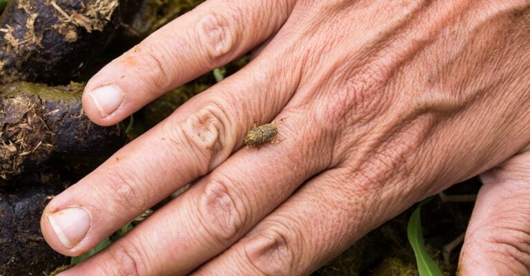 Encouraging Dung Beetles on Horse Properties