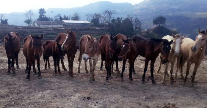 Tethering - Credit Sajana Thapa welfare of working equids at Nepalese brick kilns