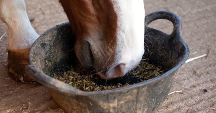 Horse feeding Probiotics for horses. Do they work?