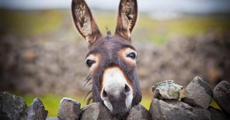Researchers uncover scientific clue to the relationship between whorls and horse personality