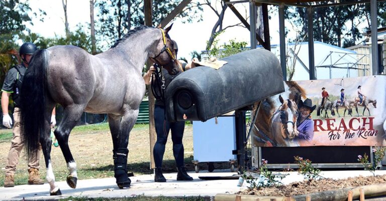 The Ups and Downs of Horse Breeding