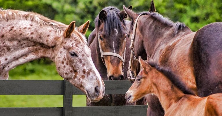 Horse Fencing: A Worthy Investment