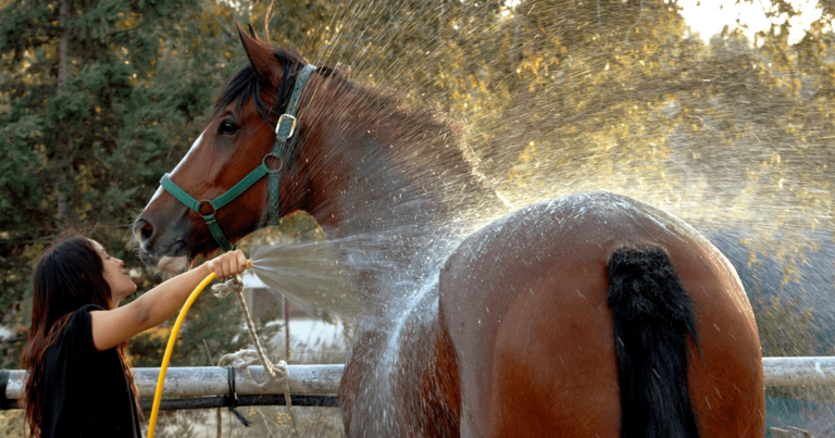 Effective Horse Cooling – as Recommended by the FEI