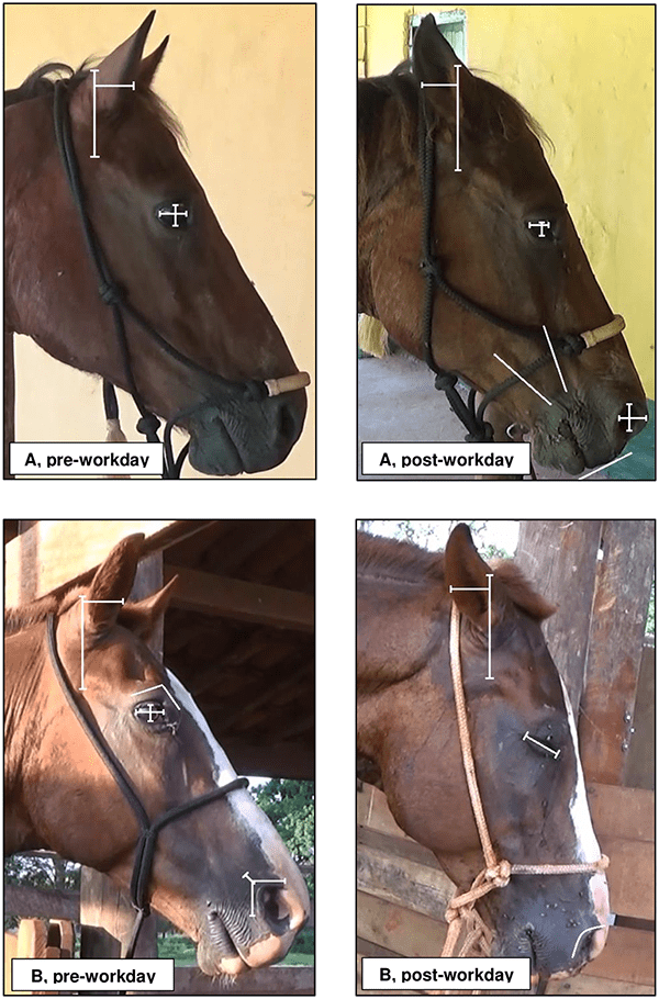recognising fatigue in ranch horses