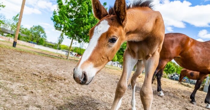curious foal A curious foal investigates a novel object