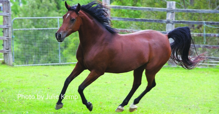 Five Steps to Prevent Back Pain in Horses