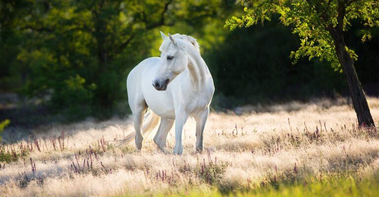 A Wild Horse Fantasy