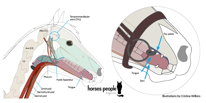 The horse's oral anatomy has to be considered when fitting a bit.