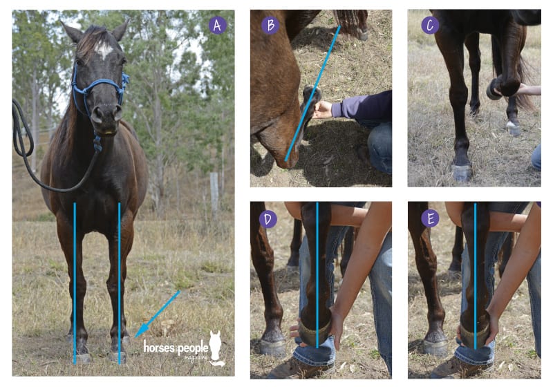 Series of images to show that on this particular horse, the evident 'pigeon toe' may actually be a compensation pattern that could be improved.