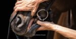How to find the right bit for your horse