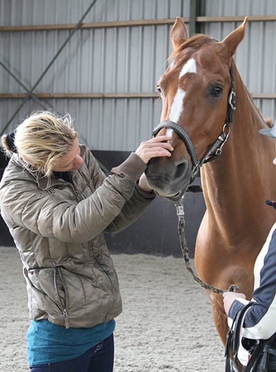 Checking the horse before the bit fit consultation