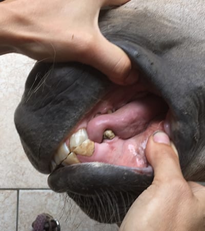 Check the shape and size of your horse's tongue