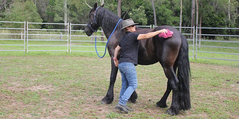 A horse that stands while being groomed is in self-carriate