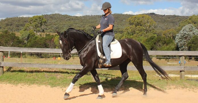 Trot in self-carriage Black horse trotting while rider tests for self-carriage