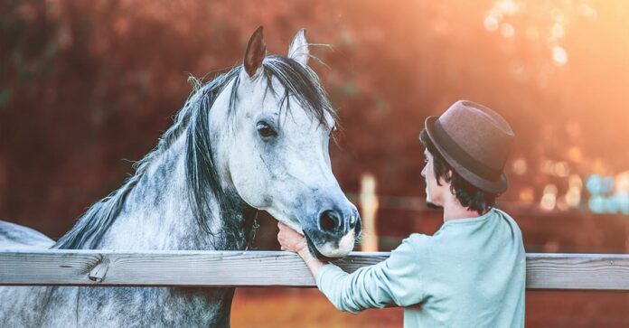 horse-human attachment Grey horse greets a man