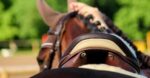 A rear view of the saddle on a horse's back