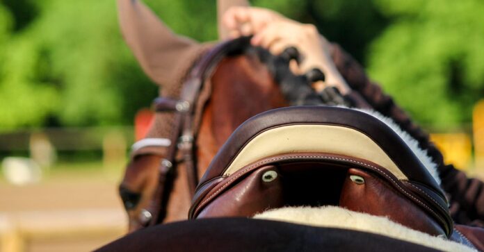 saddle fit A rear view of the saddle on a horse's back