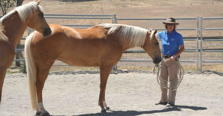Facts and Myths in Horse Training