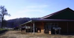 The HIT Active Stable system is a fully automated system that allows horses to be kept in groups whilst at the same time allowing for individual feeding regimes