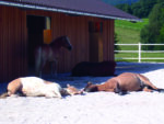 Horses can choose to rest and lie down inside the large shed or outside in the sun.