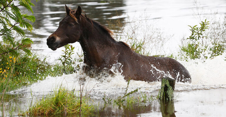 Horses and Floods