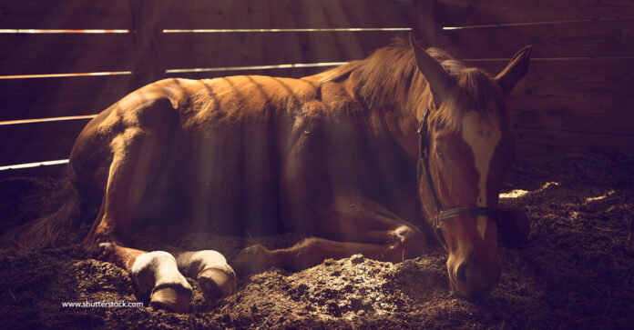 chestnut horse lying down in a stable