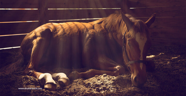 Equine Herpes Virus Outbreak: FEI World Cup Final Cancelled as Death Toll Rises
