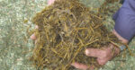 The super in super fibre horse feeds