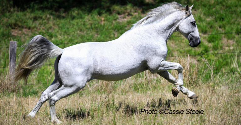 Stifle Lameness