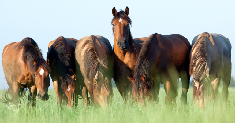 Natural and Sustainable Horse Management