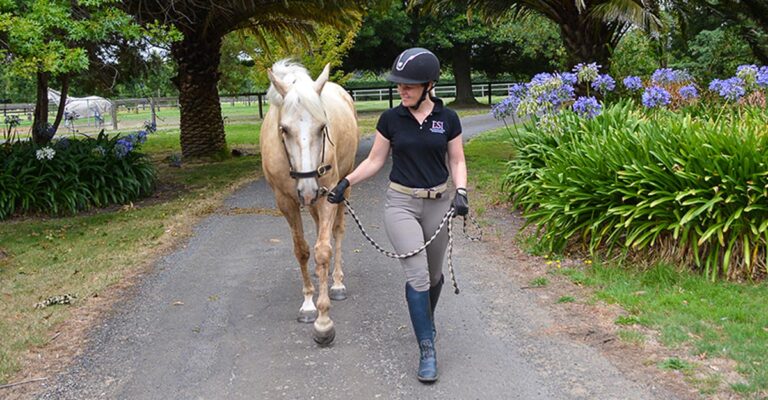 Setting Good Ground Rules: The First Principles of Horse Training