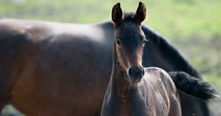 Responsible Horse Breeding