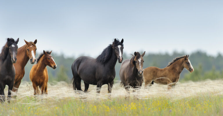 Strengths and Weaknesses of a National Equine Database