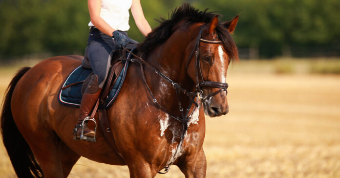 Horses and heat Bay horse exercising in the heat