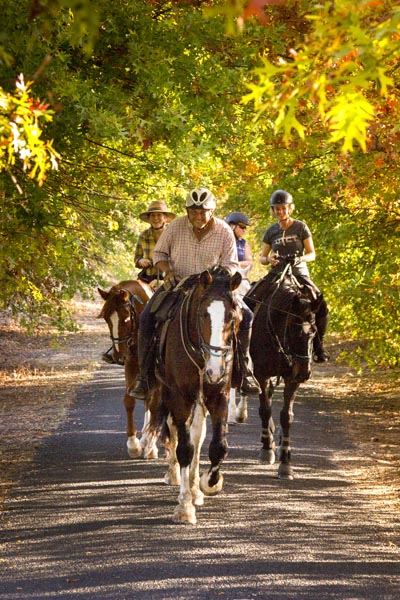 Cape Winelands Riding