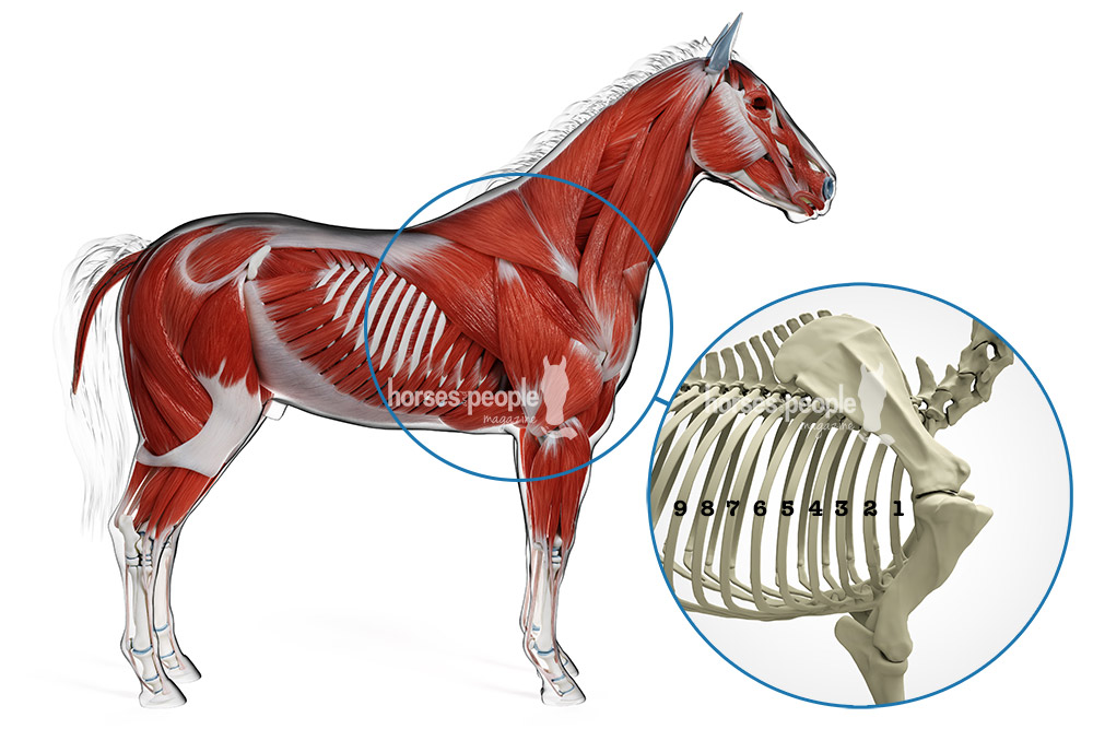 Muscle and skeletal anatomy of the horse