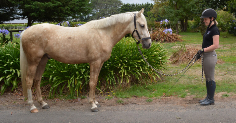 Securing Your Horse’s Future Starts with Training