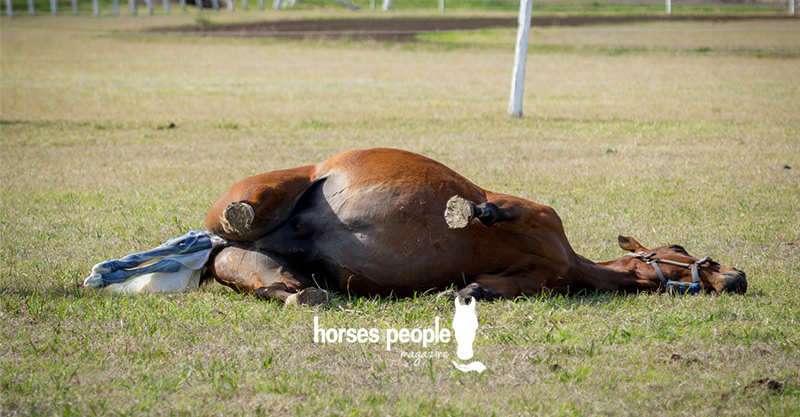 A mare foaling