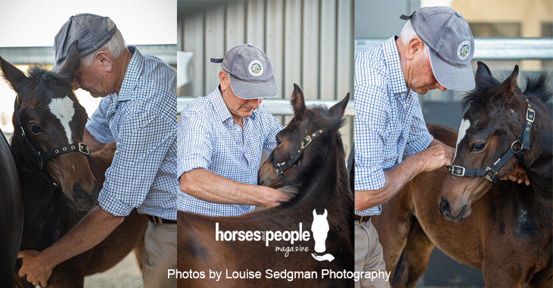 Foal being treated to ease the neurologic effect birth trauma